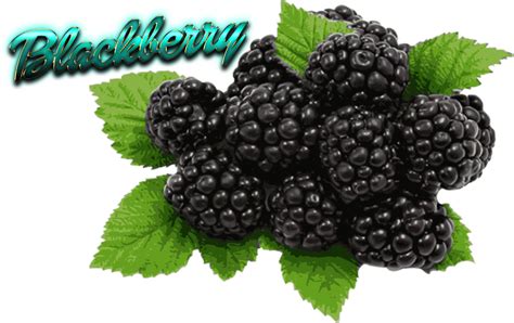 Blackberry Png Images Transparent Background Png Play
