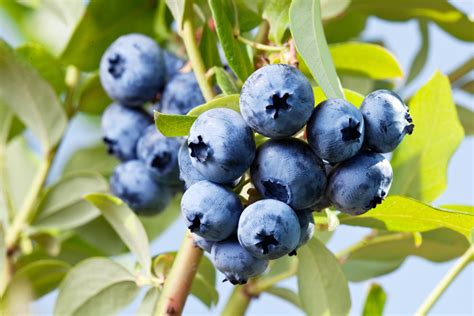 10 BEST Berries To Grow In Texas 2023 Guide The Gardening Dad