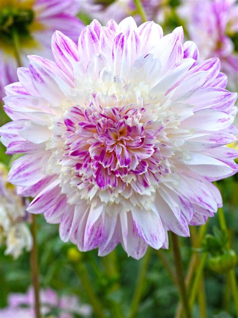 Dahlia Que Sera Bluestone Perennials