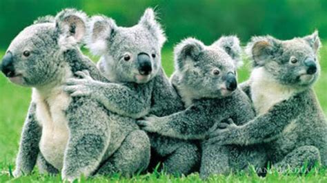 Australia sacrifica a 700 koalas por problemas de superpoblación