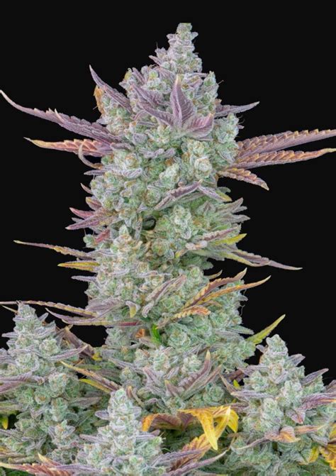 Gorilla Cookies Auto Cannabis Seeds For Sale North Atlantic Seed Co