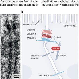 Tight Junction Structure And Morphology A Transmission Electron