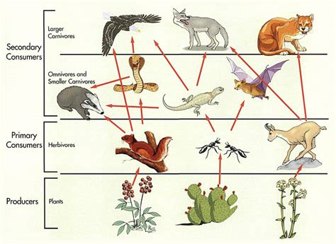 Food Chains And Webs With Graphic Organizers Powerknowledge Life Science