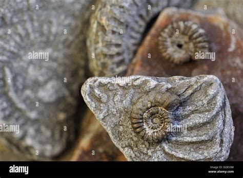 Ammonite Fossils Hi Res Stock Photography And Images Alamy