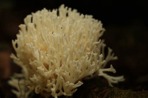 Ramariopsis Kunzei White Corail Impressionnant Champignon Flickr