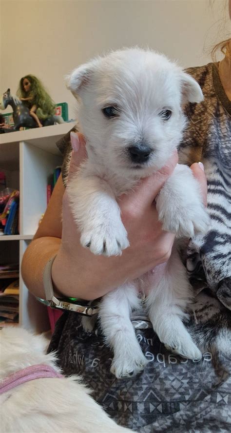 Szczeniak West Highland White Terrier Suczka Nowy S Cz Olx Pl