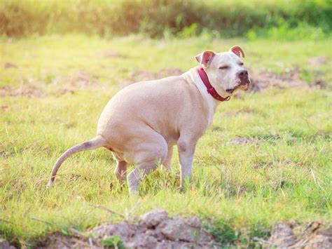 Cosas Muy Raras Que Hacen Los Perros Y Su Explicaci N Comer Piedras