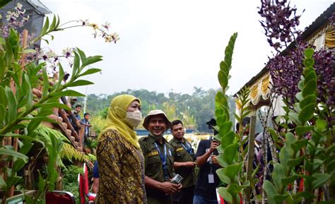 Jatim Siap Wujudkan Pengembangan Budidaya Anggrek Jatim Surabaya Today