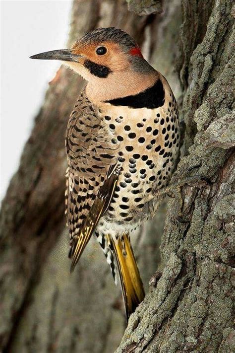 Woodpeckers In Illinois The Unique Types You Can Find In