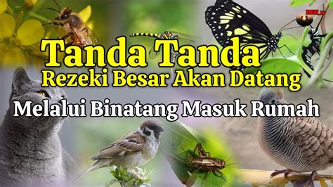 TANDA REZEKI AKAN DATANG LEWAT BINATANG MASUK RUMAH Pertanda Rezeki