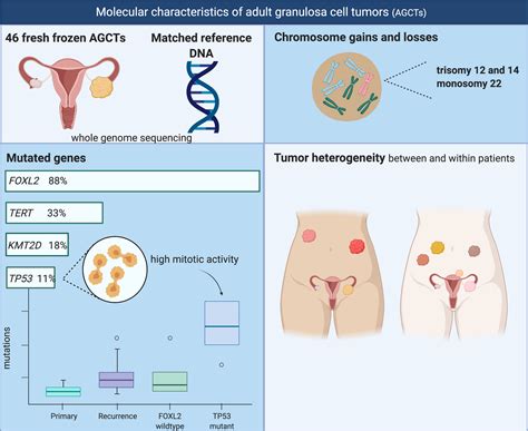 List Cell Tumor Ovary