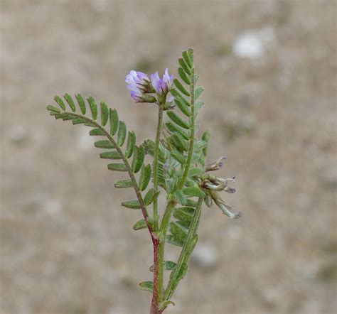 Astragalus Pelecinus L Barneby Subsp Pelecinus Portale Della