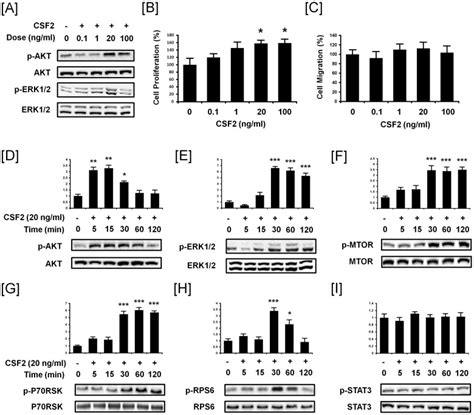 A Western Blot Analyses Showing Dose Dependent Effects Of CSF2 To