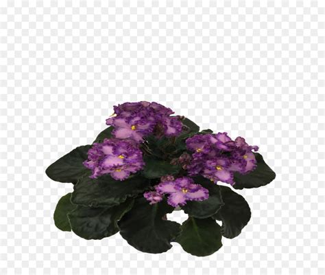 Flores De Corte Planta Anual Planta Herb Cea Png Transparente Gr Tis