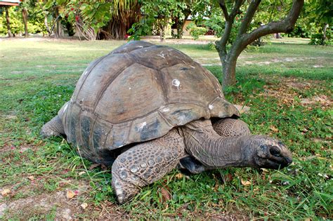 Aldabra Giant Tortoise Dipsochelys Dussumieri Seychelles Endemic