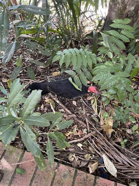 Australian Brushturkey From Arara St Kuranda QLD AU On June 19 2024