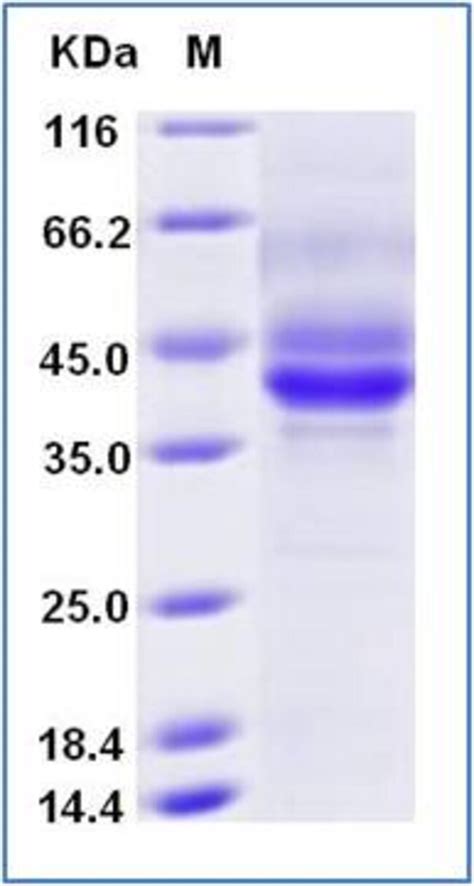 Sino Biological Mouse Bcma Protein Fc Avi Tag Biotinylated Ug