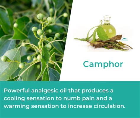 How Camphor is Used in Mountain Ice Pain Relief Gel