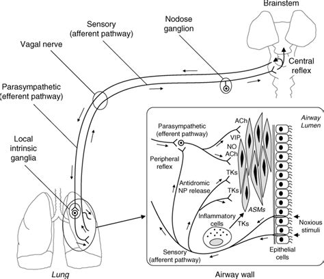 Anatomical Basis Of Airway Vagal Nerve Innervation And Peripheral Local