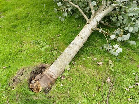 Tree downed in storm, can it be saved? : r/gardening