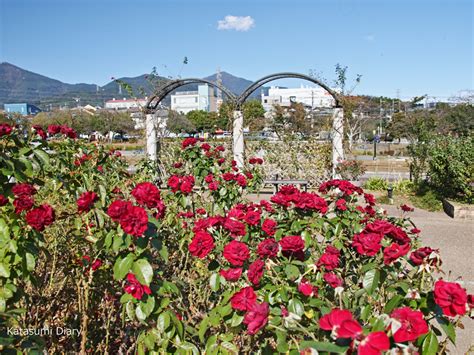 【花だより】2023年10月23日現在 秋バラの開花状況 秦野カルチャーパークのバラ園 アクセスと駐車場 神奈川県秦野市 カタスミ日記