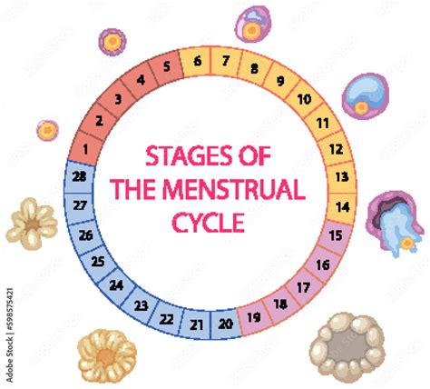 Stages of The Menstrual Cycle Stock Vector | Adobe Stock