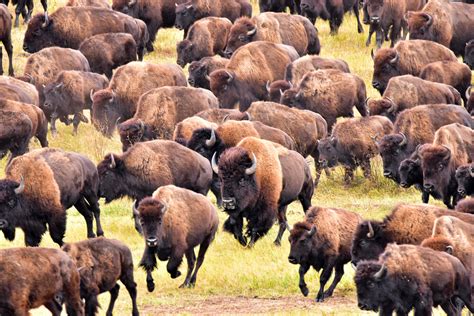 Contact 1 — Oklahoma Bison Association