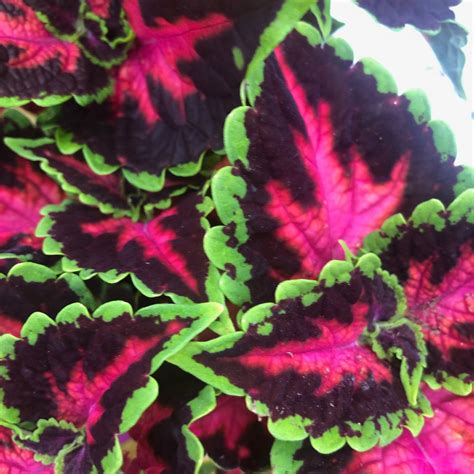 Coleus Heartbreaker 4 13 Pot Garden Center Mn