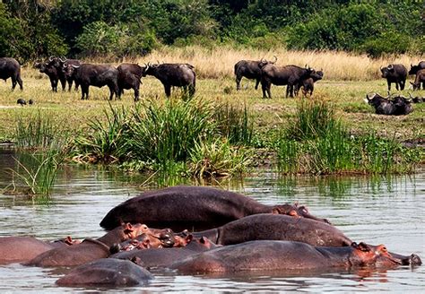 Game Drives In Murchison Falls National Park Uganda Game Drives