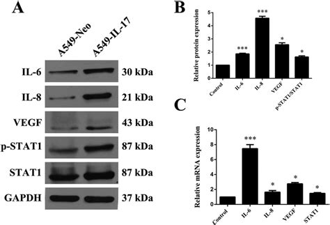 Il 6 Il 8 Vegf And Stat1 Expression Were Augmented In A549 Il 17 Download Scientific Diagram