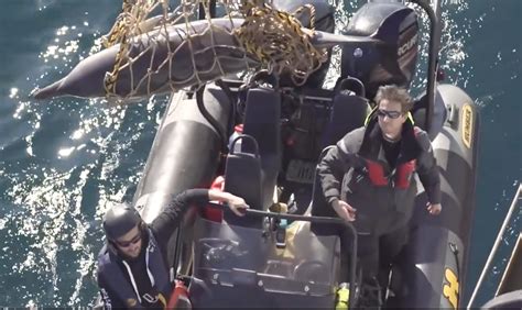 Opération Dolphin ByCatch par Sea Shepherd HelloPlanet tv