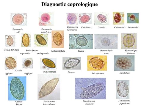 Ppt Dessins De Van Nguyen Anh In Dictionnaire De Parasitologie De P