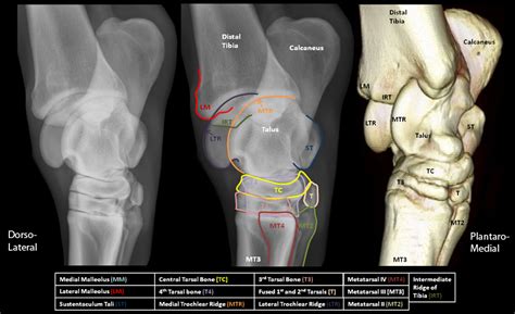 Equine Radiograph In Jacksonville Equine Veterinarians Jacksonville