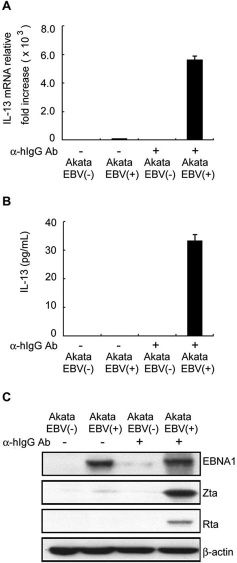 Ebv Lytic Cycle Progression Enhances Il Expression Ebv Negative