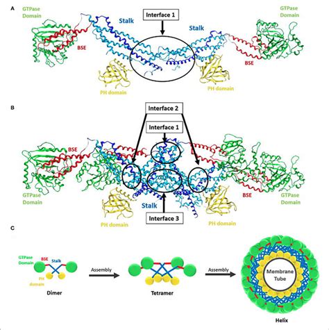 Structure Of Dynamin Dimer And Tetramer A Crystal Structure Of A