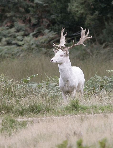 White Fallow Deer Fallow Deer Albino Animals Rare Albino Animals