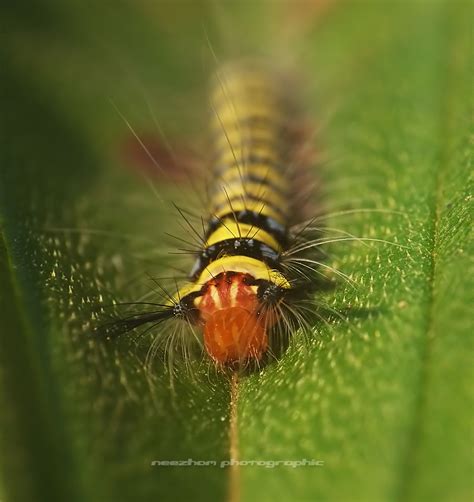 Yellow Black Caterpillar On A Leaf Neezhom