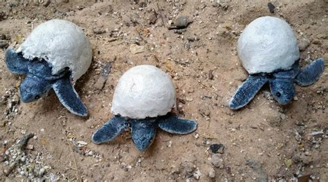 Turtle Eggs Hatching