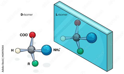 Stereochemistry of Amino acid: Mirror image of Amino acid, Stereo isomer. Stock Vector | Adobe Stock