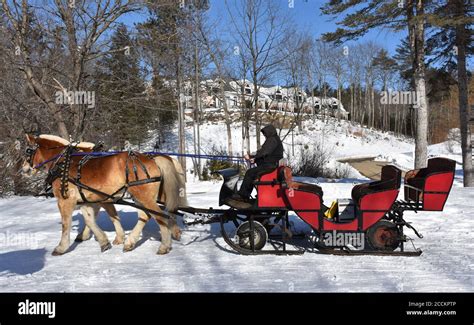 Clydesdale Sleigh Ride Hi Res Stock Photography And Images Alamy