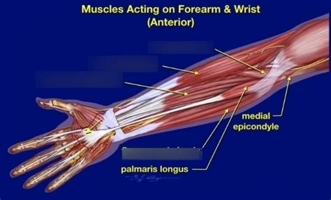 anterior forearm Diagram | Quizlet