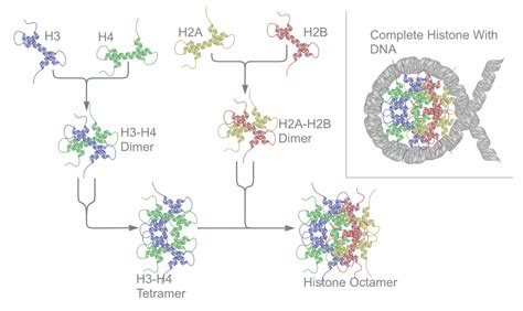 Histone Wikipedia