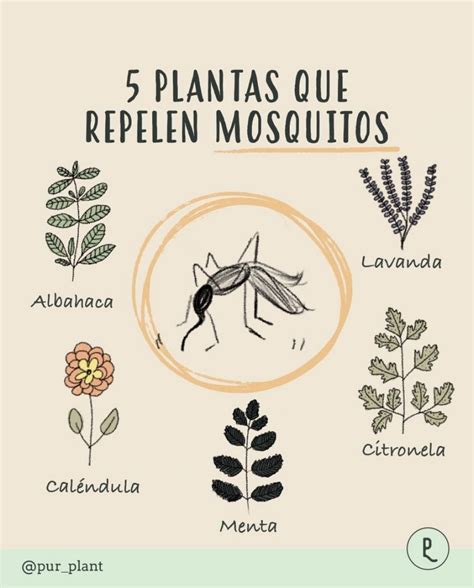 5 Plantas Repelentes De Plagas Insecticida Natural Pur Plant