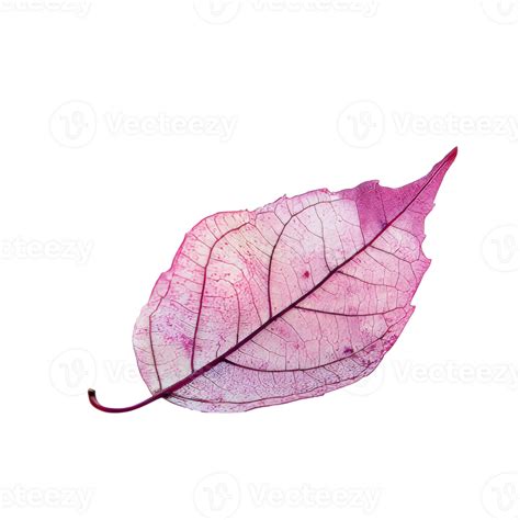 Pink Tinted Translucent Leaf On White 52651349 Png