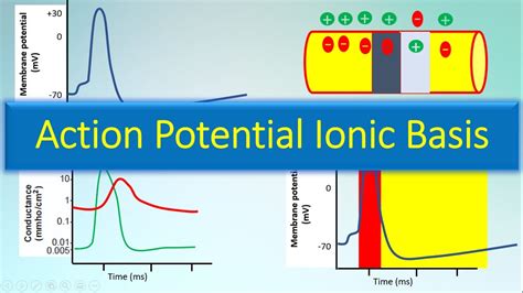 Ionic Basis Of Action Potential Youtube