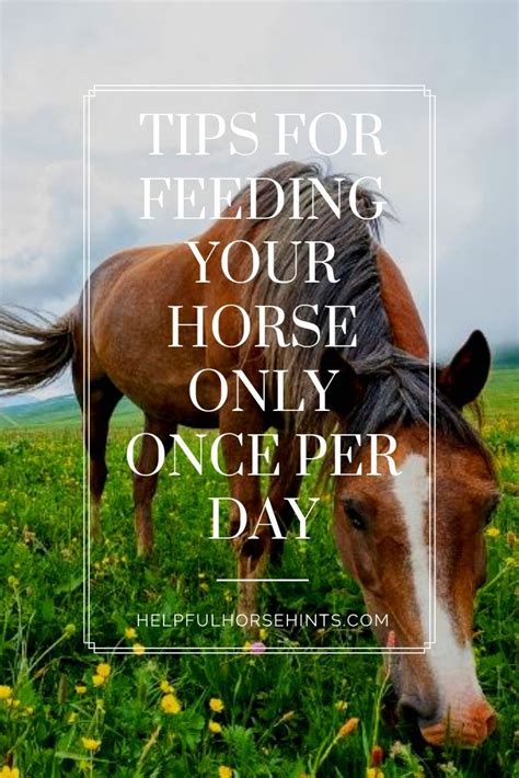 Tips for Feeding Your Horse Once Per Day