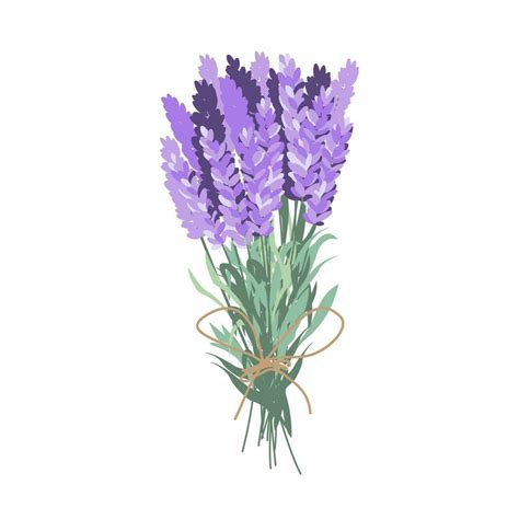 Lavender Bouquet Harvesting Lavender 25377721 Vector Art At Vecteezy
