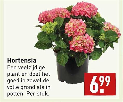 Hortensia Aanbieding Bij ALDI 1Folders Nl