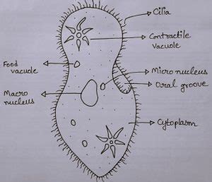 Paramecium Diagram For Class 8 CBSE Class Notes Online Classnotes123