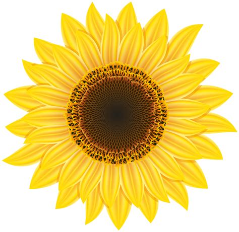 Sunflower PNG Image - PurePNG | Free transparent CC0 PNG Image Library